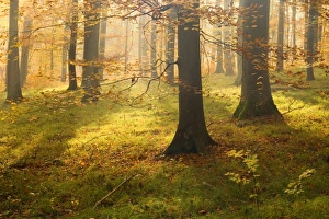 Images Dated 29th October 2007: autumn forest - the low morning sun casts sunrays into a brightly autumn coloured beech forest