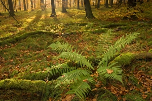 Images Dated 29th October 2007: autumn forest - the low morning sun casts sunrays into a brightly autumn coloured beech forest