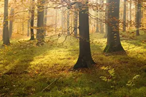 autumn forest - the low morning sun casts sunrays into a brightly autumn coloured beech forest. Still lingering morning fog creates a romantic atmosphere - Baden-Wuerttemberg, Germany
