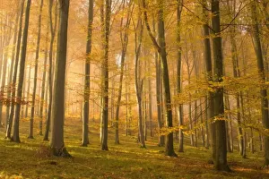 Misty Prints: autumn forest - the low morning sun casts sunrays into a brightly autumn coloured beech forest