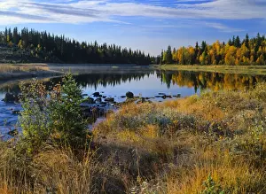 Birches Prints: autumn idyll birch forest in colouful autumn foliage mirrored in lake on a crisp morning in autumn Golfjellet