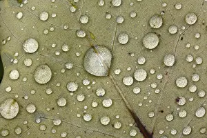 Veins Prints: Autumn Leaf - with dewdrops Lower Saxony, Germany