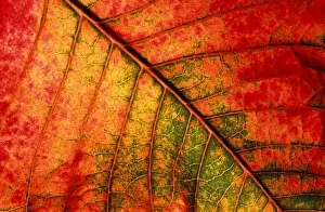 Colour Gallery: Autumn leaf - Underside of leaf