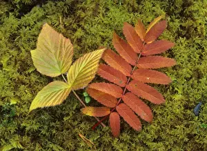 Scandinavia Prints: Autumn leaves colourful turned leaves of Rowan tree and European dewberry on moss in forest Norway
