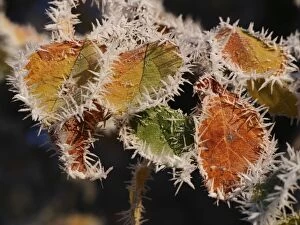 Images Dated 29th October 2012: Autumn Leaves - with hoarfrost