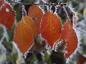 Images Dated 29th October 2012: Autumn Leaves - with hoarfrost