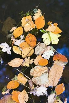Images Dated 31st October 2008: Autumn Leaves - various species floating on dyke