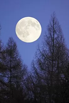 Images Dated 12th November 2008: Autumn Full Moon - raising above forest skyline, Lower Saxony, Germany