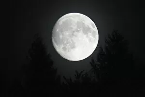 Images Dated 13th September 2008: Autumn Full Moon - raising above forest skyline, Lower Saxony, Germany