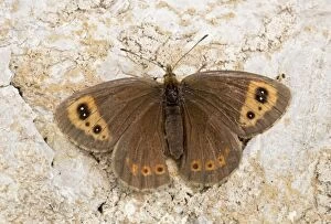 Images Dated 30th August 2014: Autumn Ringlet Butterfly September Vercors Mountains, France