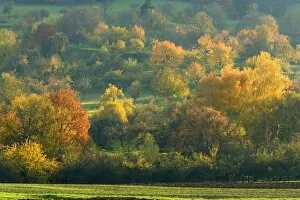 autumn scenery - meadow with lots of fruit trees in brightly coloured autumn foliage