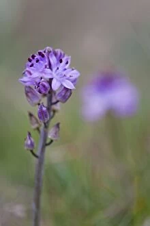 Images Dated 4th September 2006: Autumn Squill - Cornwall - UK