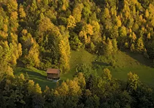 Cherries Prints: Autumn in the swiss alps. Old barn amongst trees on mountainside near Disentis