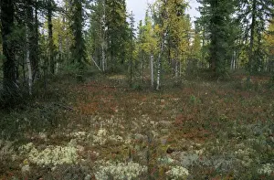 Lichens Prints: Autumn taiga-forest floor (lichens)