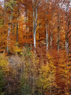 Images Dated 31st October 2011: Autumn trees