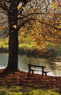 Images Dated 8th December 2005: Autumn Trees - Bench in park Kassel, Germany