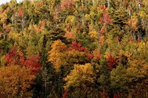 Images Dated 1st October 2009: Autumn Trees - Gros Morne National Park
