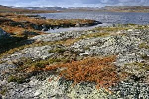 Images Dated 26th September 2005: Autumn tundra lake and colourful dwarf birch shrubbery Hardangervidda National Park, Telemark