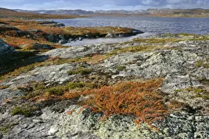 Bush Prints: Autumn tundra lake and colourful dwarf birch shrubbery Hardangervidda National Park