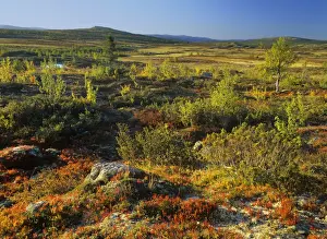 Autumn tundra mountain scenery with colourful turned tundra vegetation and mountain birches Venabygdfjell, near Rondane National Park, Norway