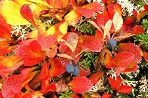 Ripe Prints: Autumn tundra ripe blueberries with brightly coloured leaves of alpine bearberry (Arctostaphylos alpinus)