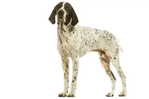 Auvergne Pointer - in studio. Also known as Braque d'Auvergne