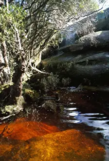 Auyantepui (Auyantepuy, Devil's Mountain) summit, blackwater river (golden river), Canaima National Park, Venezuela, South America