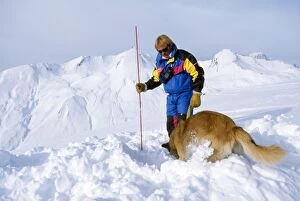 Avalanche Rescue Dog - with man, digging