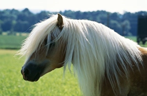 Horse - head and mane