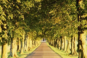 Avenue of trees, Gloucestershire, England, UK