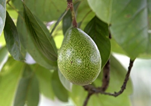 Images Dated 1st May 2004: Avocado