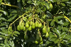 North Island Prints: Avocado Fruit bunches of ripening Avocados hang on a tree near Katikati