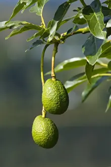 North Island Prints: Avocado Fruit two ripening Avocados hang on a tree near Katikati