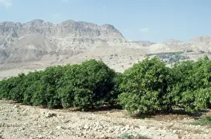 Israel Prints: Avocado Tree- tree plantatin Israel