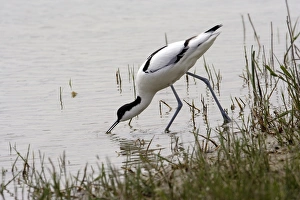 Images Dated 5th May 2005: Avocet