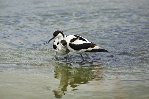 Images Dated 15th June 2008: Avocet - 2 birds fighting over territory