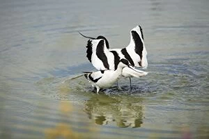 Images Dated 15th June 2008: Avocet - 2 birds fighting over territory