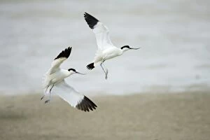 Images Dated 23rd May 2008: Avocet - 2 birds fighting over territory