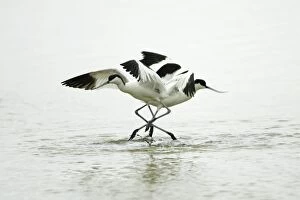 Images Dated 13th June 2008: Avocet - 2 birds fighting over territory