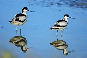 Avocet - 2 birds resting, Holland, Texel