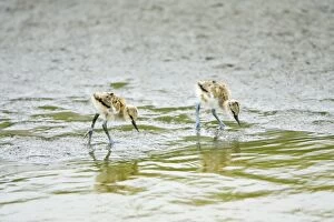 Images Dated 25th May 2008: Avocet - 2 chicks feeding