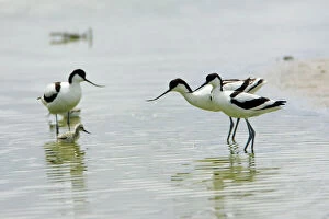 Netherlands Collection: Avocet - 3 adult birds and 1 chick, Texel, Holland