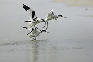 Images Dated 13th June 2008: Avocet - 3 birds fighting over territory