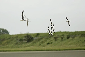 Images Dated 11th June 2008: Avocet - 5 birds chasing gulls away from nests