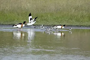Avocet - attacking Shelduck family (Tadorna tadorna), Island of Texel, Holland