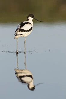 Avocet - bird in shallow water - Germany