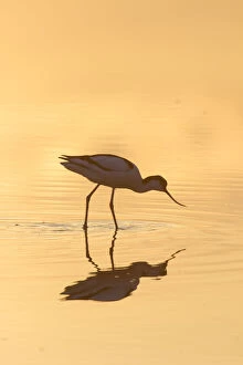 Avosetta Gallery: Avocet - bird in shallow water at sunset - Germany