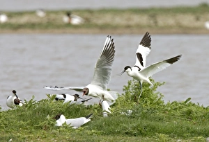 Images Dated 24th May 2005: Avocet and Black-headed Gull (Larus ridibundus) Quarrel over nest site