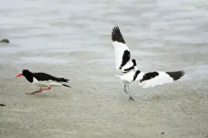 Avocet - chasing off oystercatcher ( Haematopus ostralegus), Texel, Holland