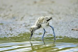 Images Dated 12th June 2008: Avocet - chick feeding, Holland, Texel